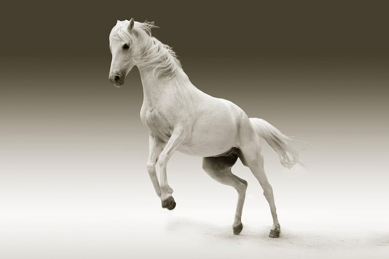Knight on Horseback Image